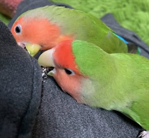 肩でスヤァとなるインコ