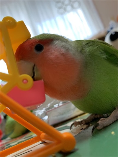 肩でスヤァとなるインコ