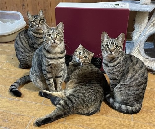 温風ヒーターの前を占拠する猫ちゃんたち