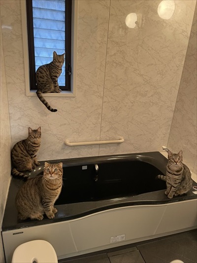 温風ヒーターの前を占拠する猫ちゃんたち