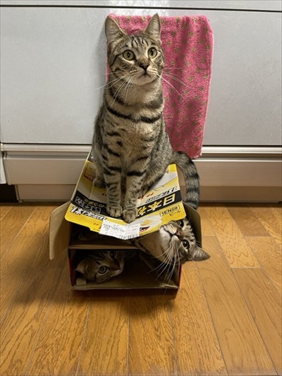 温風ヒーターの前を占拠する猫ちゃんたち