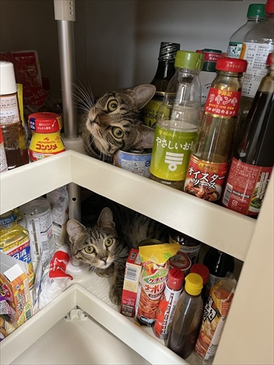 温風ヒーターの前を占拠する猫ちゃんたち