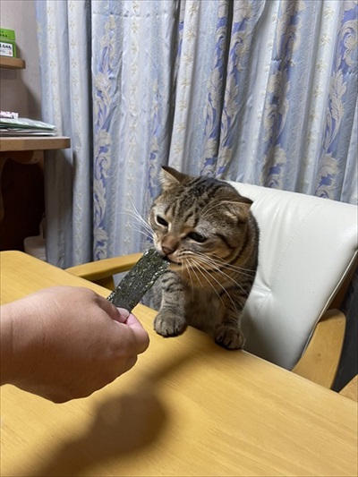 温風ヒーターの前を占拠する猫ちゃんたち