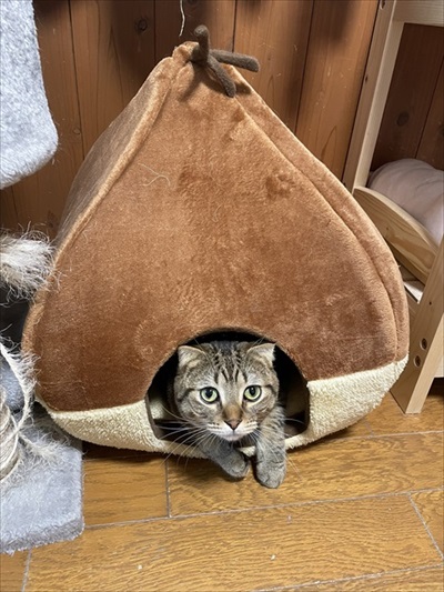 温風ヒーターの前を占拠する猫ちゃんたち