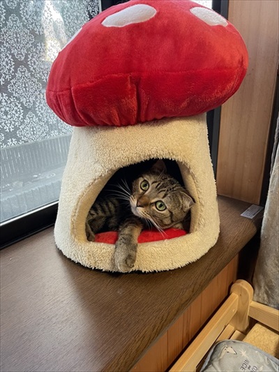 温風ヒーターの前を占拠する猫ちゃんたち