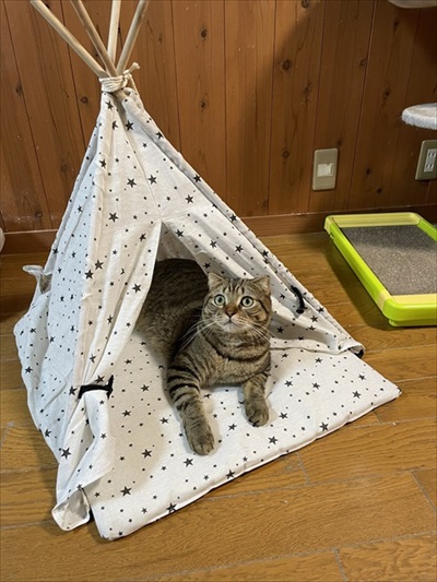 温風ヒーターの前を占拠する猫ちゃんたち