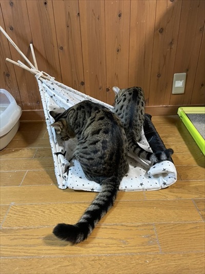 温風ヒーターの前を占拠する猫ちゃんたち