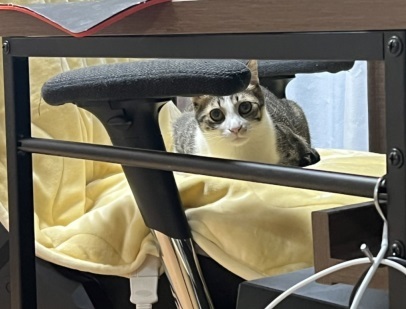 優しさ成分が多めに配合された猫ちゃん