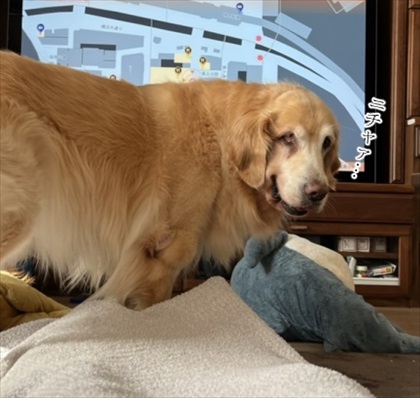 優しさ成分が多めに配合された猫ちゃん