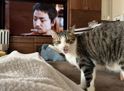 優しさ成分が多めに配合された猫ちゃん