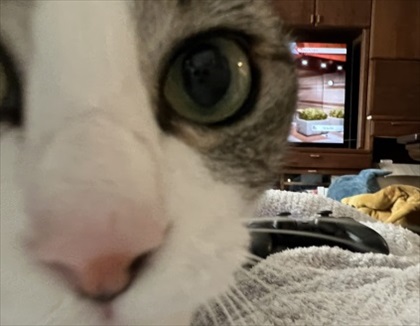 優しさ成分が多めに配合された猫ちゃん