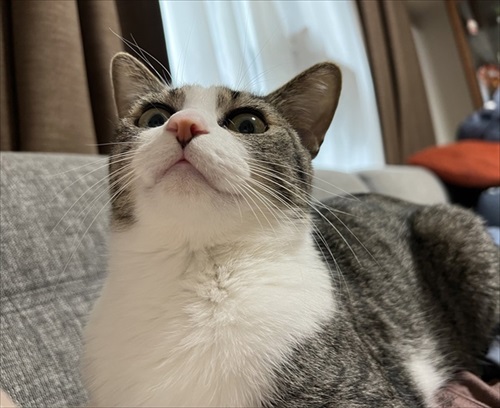 優しさ成分が多めに配合された猫ちゃん