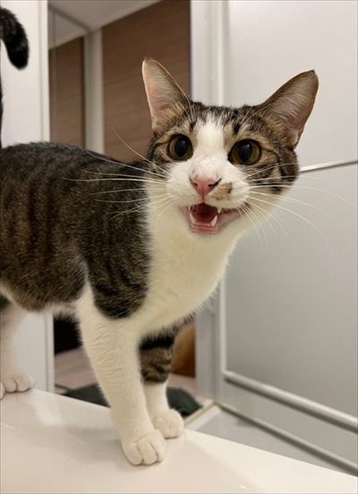 優しさ成分が多めに配合された猫ちゃん