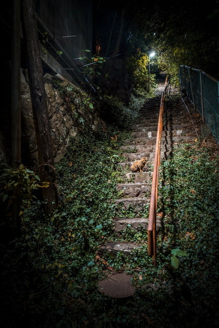 猫 路地裏 異世界 静岡 廃墟 ネコ 不思議