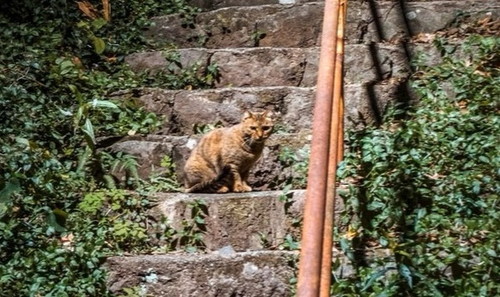 猫 路地裏 異世界 静岡 廃墟 ネコ 不思議 ホラー
