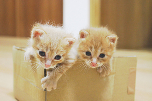 段ボールに入っている小さい頃の2匹