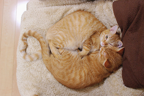 抱き合って眠る2匹横写真