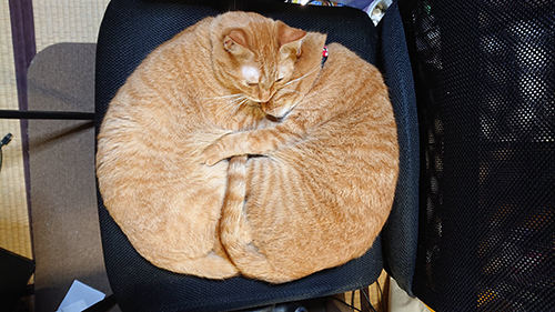 ドーナツクッション猫ちゃん