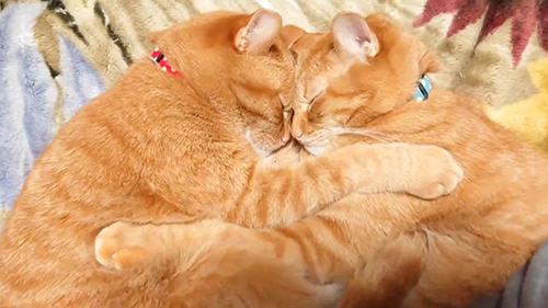 仲良し猫