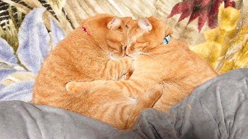 おでこスリスリ