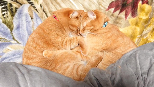 前足を動かすめぐりくん