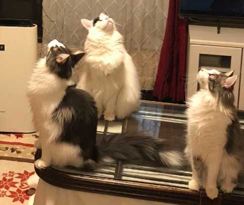 丑三つ時 なにかいるの 猫 全員 視線 天井 見上げる