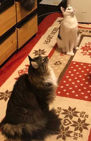 丑三つ時 なにかいるの 猫 全員 視線 天井 見上げる