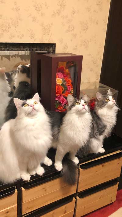 丑三つ時 なにかいるの 猫 全員 視線 天井 見上げる