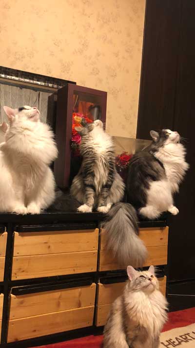 丑三つ時 なにかいるの 猫 全員 視線 天井 見上げる