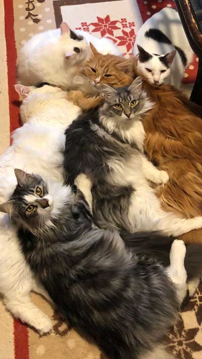 丑三つ時 なにかいるの 猫 全員 視線 天井 見上げる