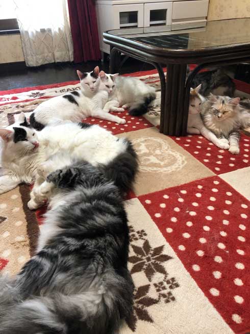 丑三つ時 なにかいるの 猫 全員 視線 天井 見上げる