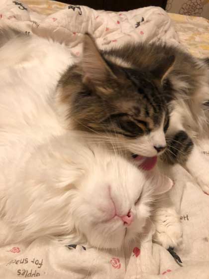 丑三つ時 なにかいるの 猫 全員 視線 天井 見上げる