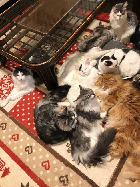 丑三つ時 なにかいるの 猫 全員 視線 天井 見上げる