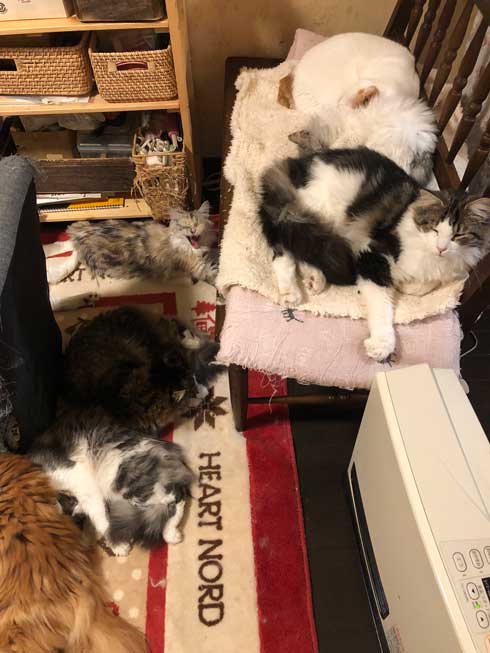 丑三つ時 なにかいるの 猫 全員 視線 天井 見上げる