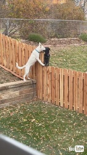 「Fence Can’t Stop Best Friends Playing Together || ViralHog」