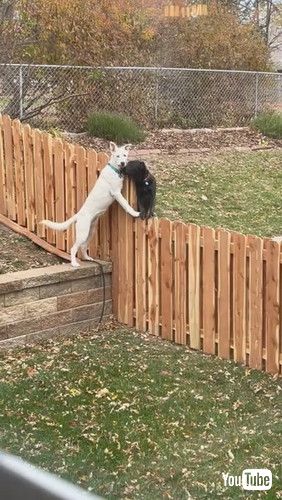 「Fence Can’t Stop Best Friends Playing Together || ViralHog」