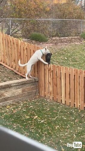 「Fence Can’t Stop Best Friends Playing Together || ViralHog」