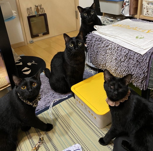 黒ネコちゃんたち
