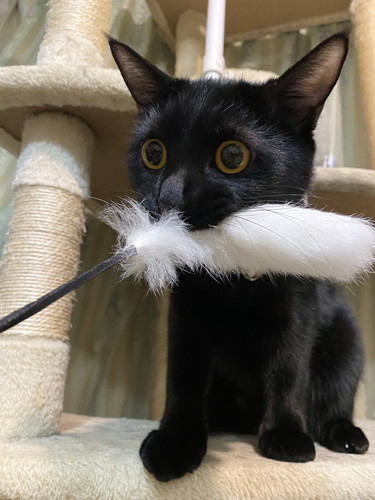 黒ネコちゃんたち