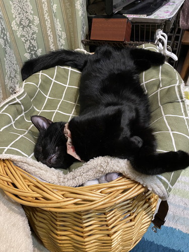 黒ネコちゃんたち