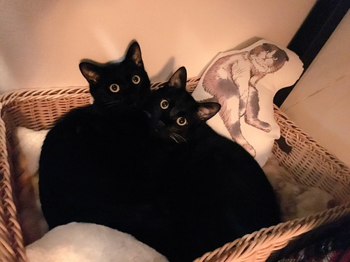 黒ネコちゃんたち