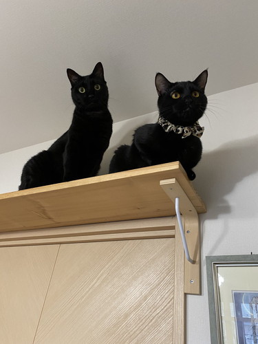 黒ネコちゃんたち