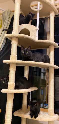 黒ネコちゃんたち