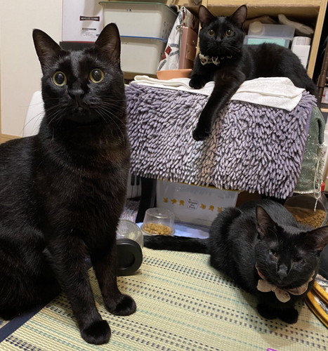 黒ネコちゃんたち