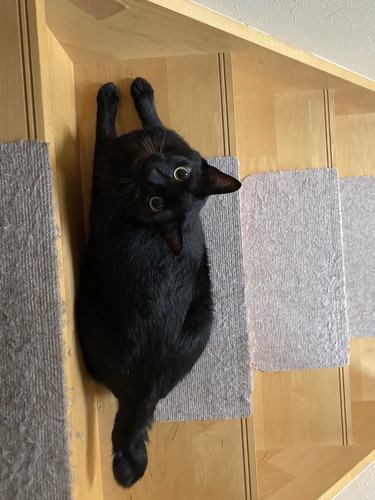 黒ネコちゃんたち