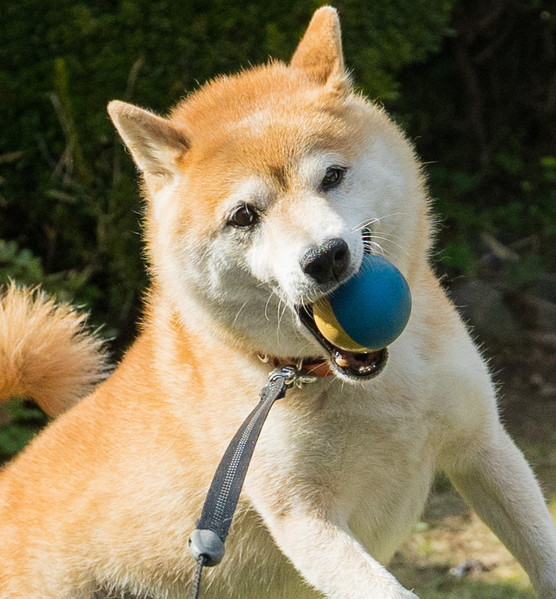 inubotさん