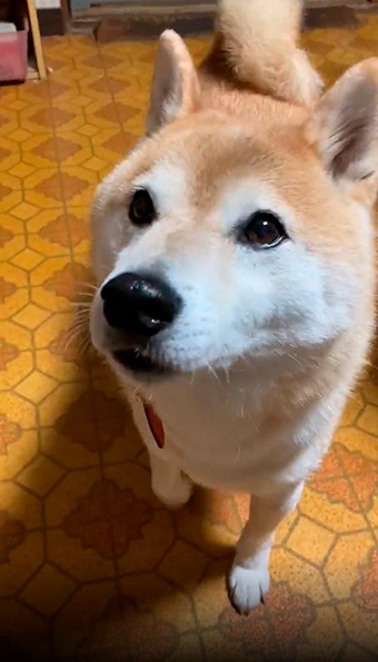 inubotさん