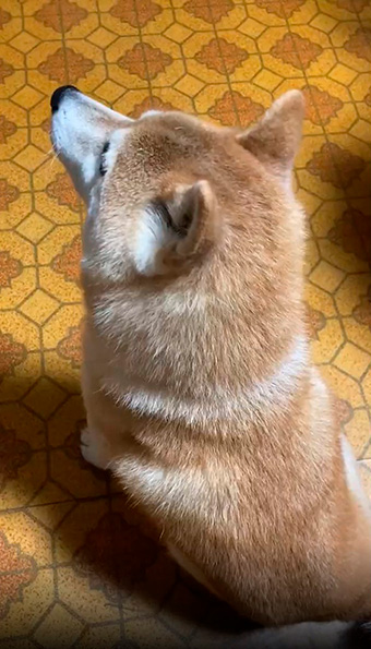 inubotさん