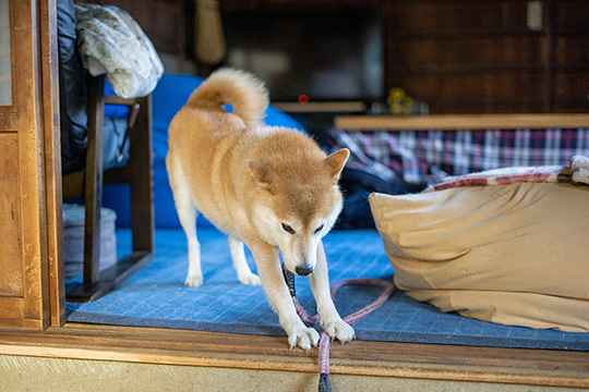 inubotさん