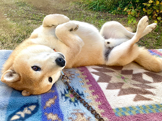 inubotさん